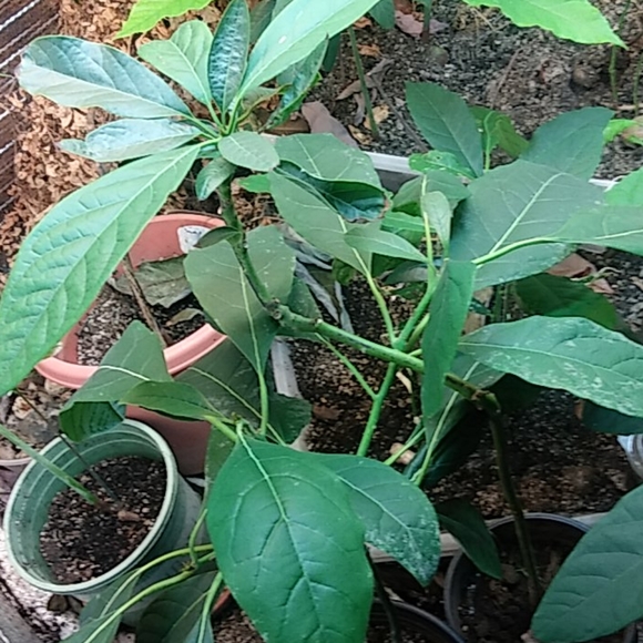 Avocado - Picture 6 of 10